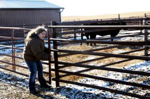 ranchers relief fund heifers for south dakota