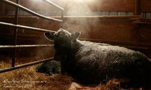 sitz angus ranch cold calving february