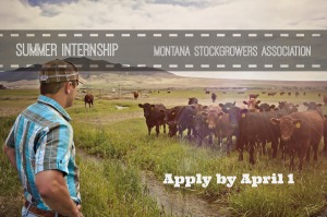 Montana Beef Industry Internship