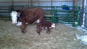 Endecott hereford calf