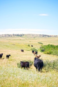 Cattle Trailing on the LaSalle Ranch