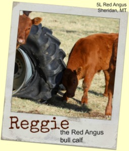 Reggie 13