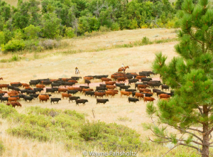 Cattle on the Padlock Ranch