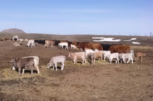 Montana Charolais Cattle in Baker