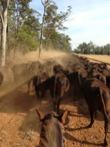 Trailing 700 Wagyu cows in the dust to the next paddock.