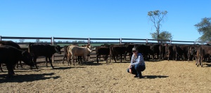 Kelsey at the backgrounding paddocks with "re-hydrating" bullocks in the background.