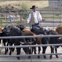 Montana Rancher Q&A Feature: Curt Pate on Stockmanship